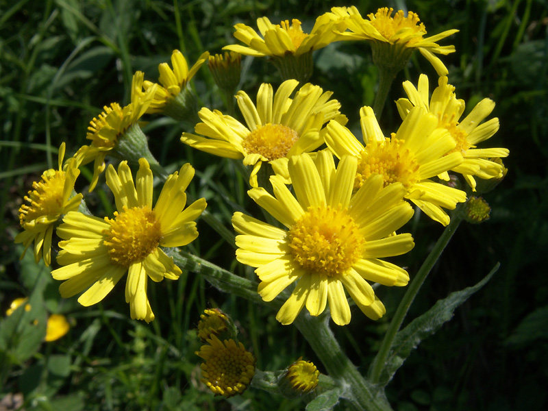 Tephroseris balbisiana / Senecione di Balbis